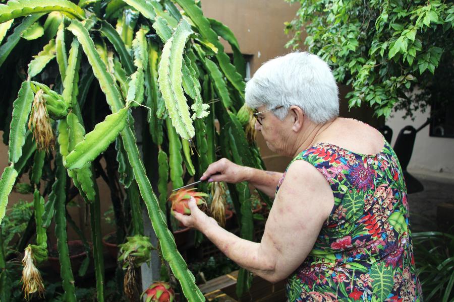 Eugênia ajuda no cultivo e é responsável, também, pela polinização manual da pitaia