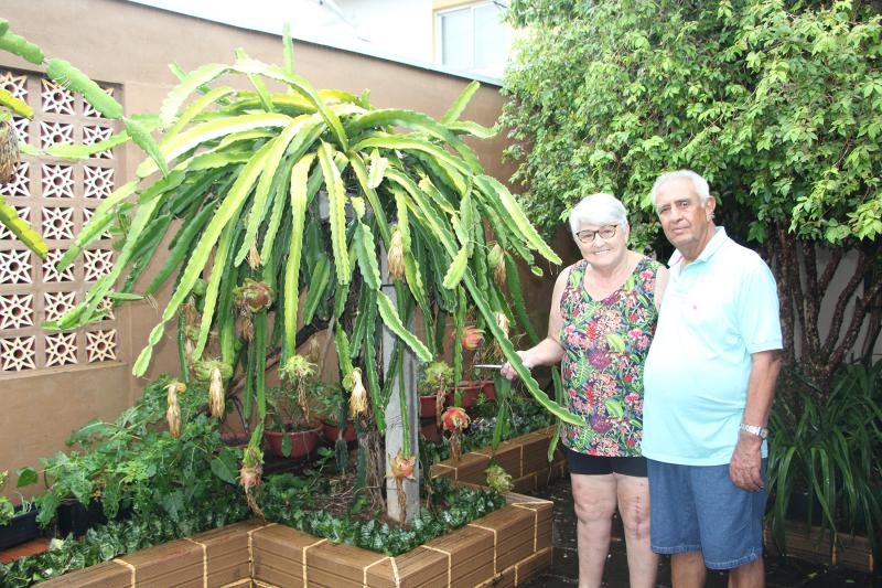 Eugênia e Osvaldir cultivam quatro pés da fruta no quintal de casa