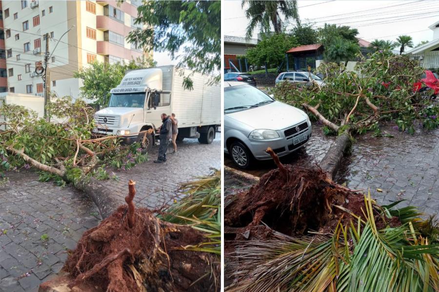 Na rua 10 de Setembro, árvore caiu sobre a via e por pouco não atingiu veículo estacionado