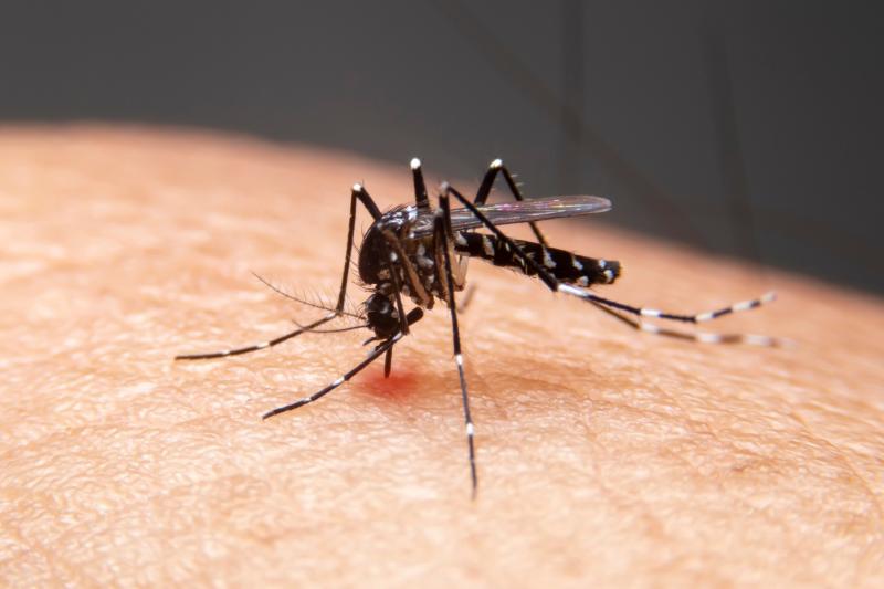 Dois Irmãos registra apenas um caso de dengue até o momento em 2024