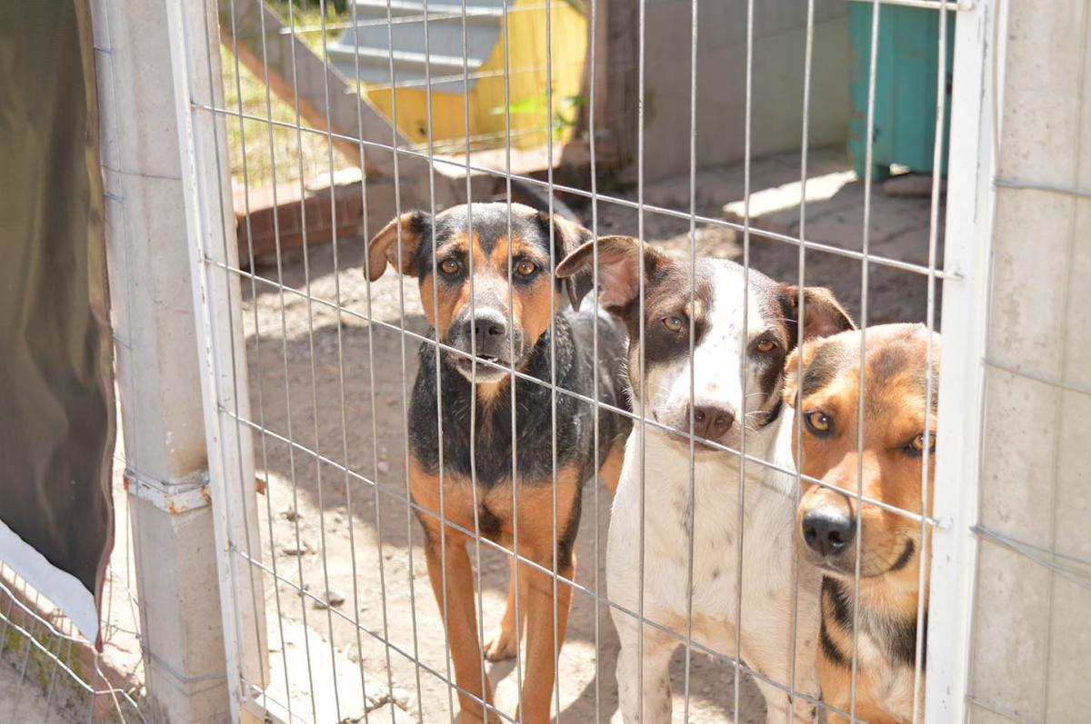 Entidade cuida de mais de 100 animais