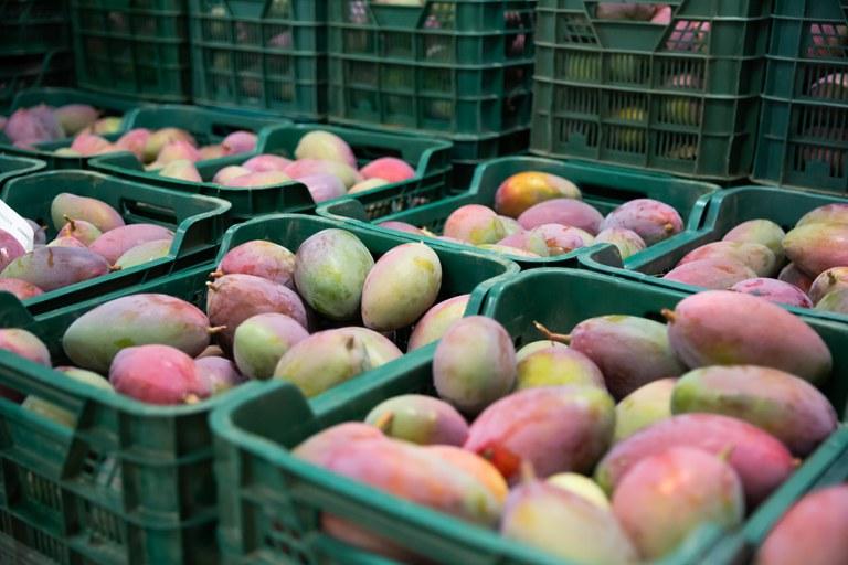 Fonte: Ministério da Agricultura
