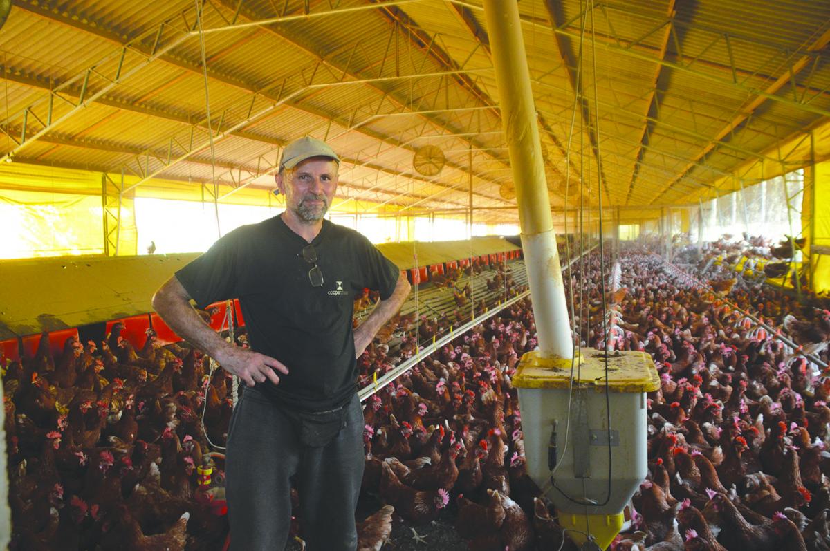 Ricardo é responsável pela criação das aves, coleta dos ovos e limpeza do local 