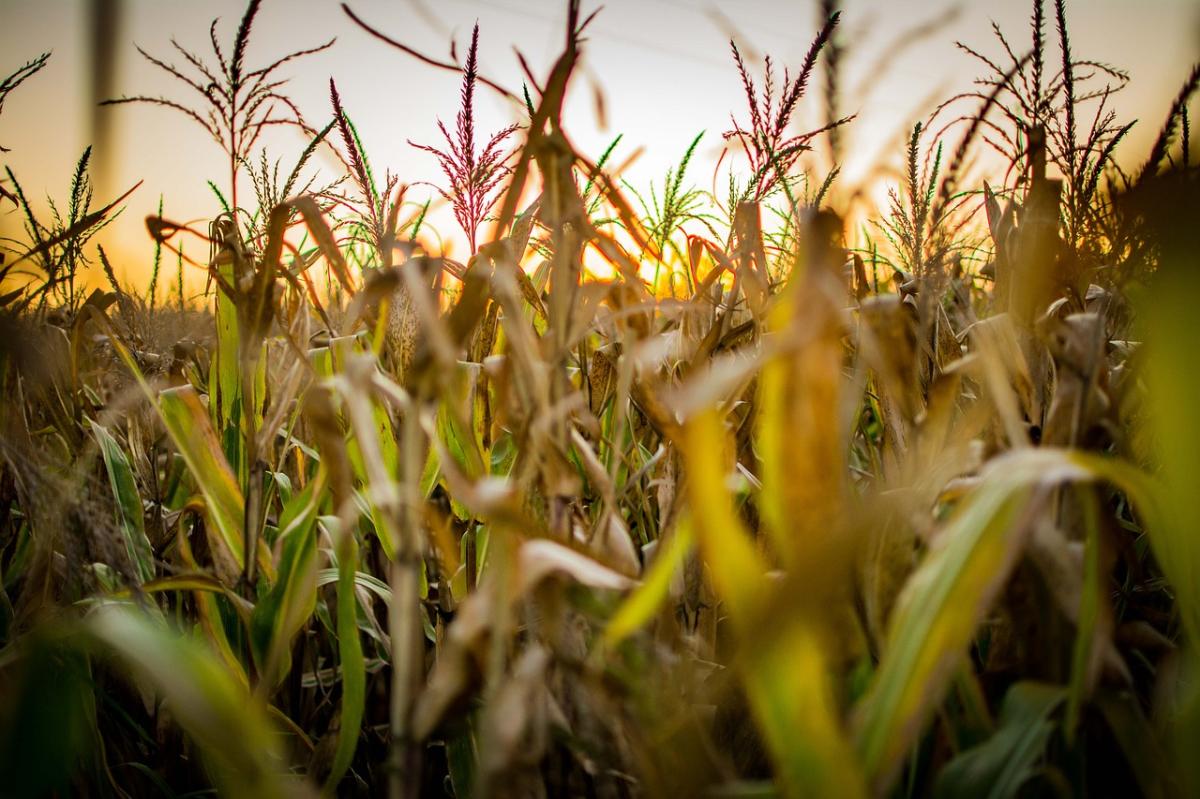 Fonte: Governo RS / Foto: Pixabay