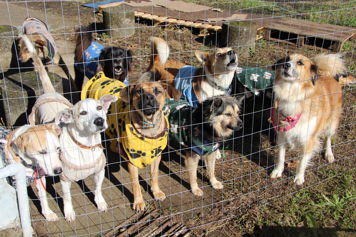 Vários animais estão à espera de um lar