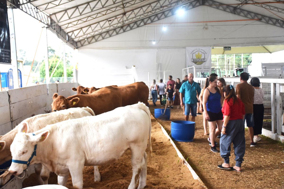 (Foto: Divulgação / PMDI)