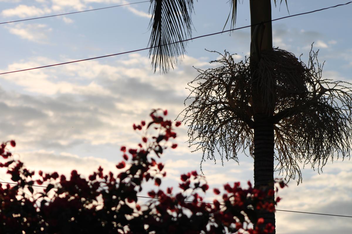 (Foto: Octacílio Freitas Dias)