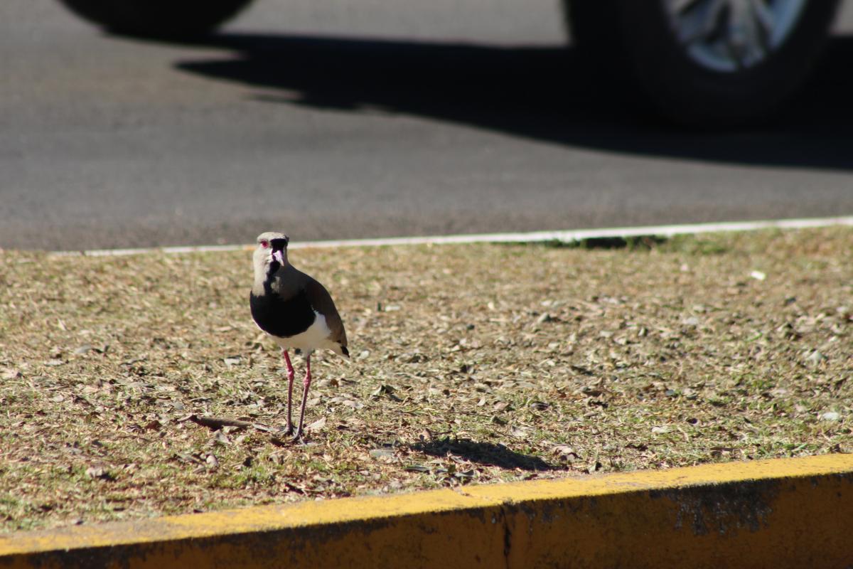 (Foto: Octacílio Freitas Dias)