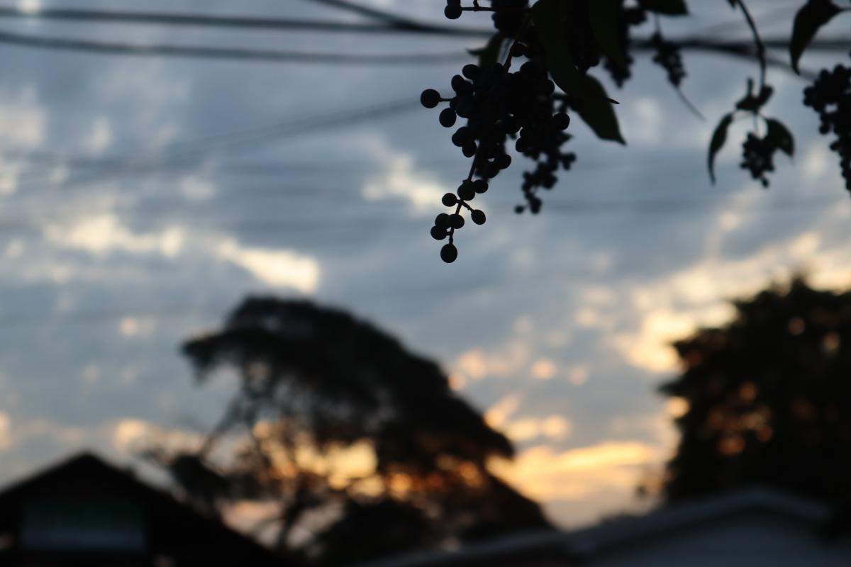 (Foto: Octacílio Freitas Dias)