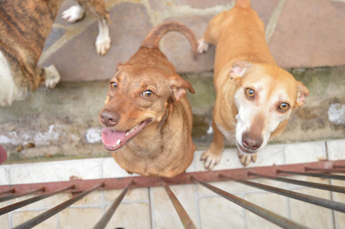 Associação Amigos dos Animais aguarda sua visita