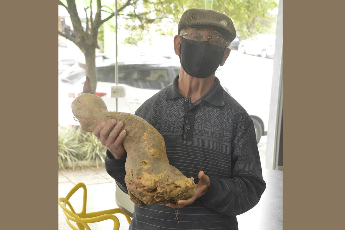 Sílvio Jaeger com a batata de mais de 5 quilos Sílvio Jaeger com a batata de mais de 5 quilos