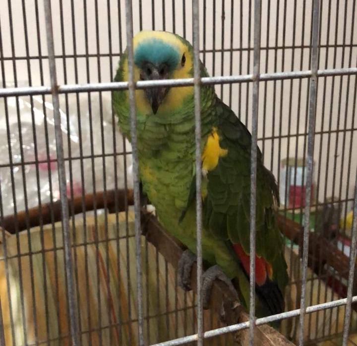 Papagaio foi resgatado no bairro Beira Rio