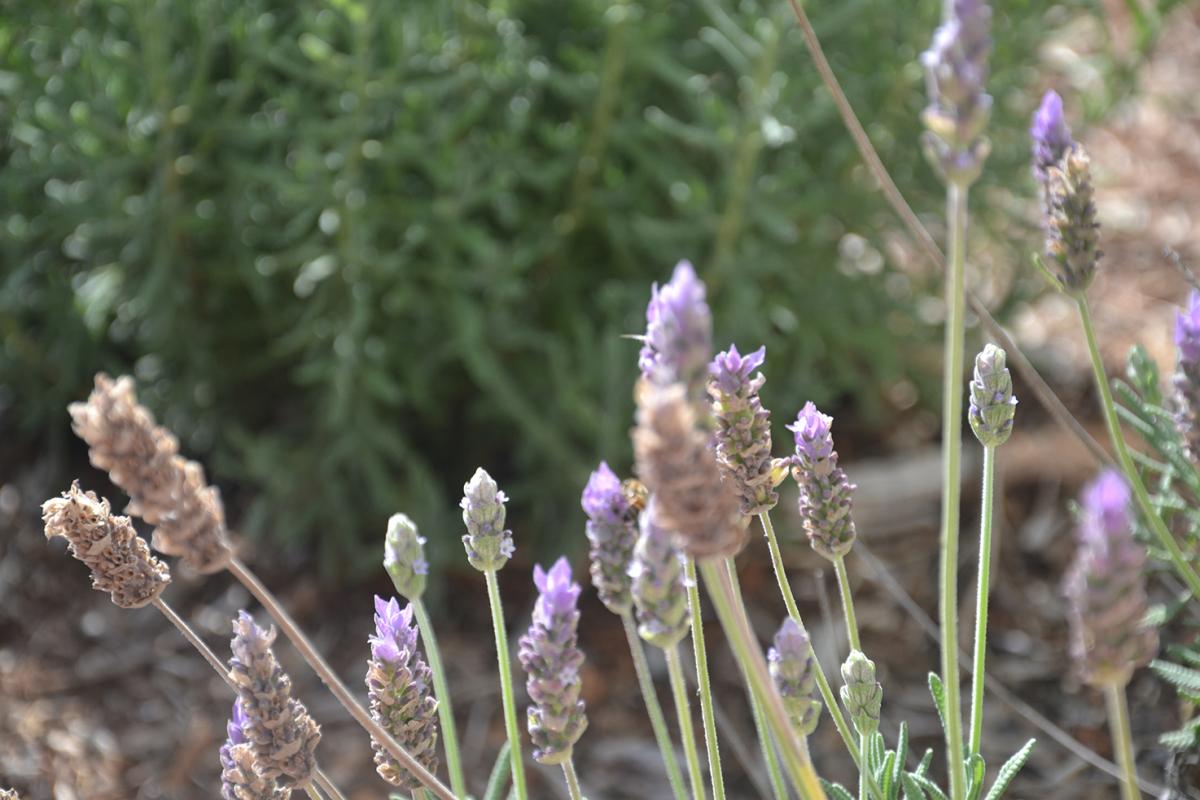 Lavanda, símbolo do município, também é afetada