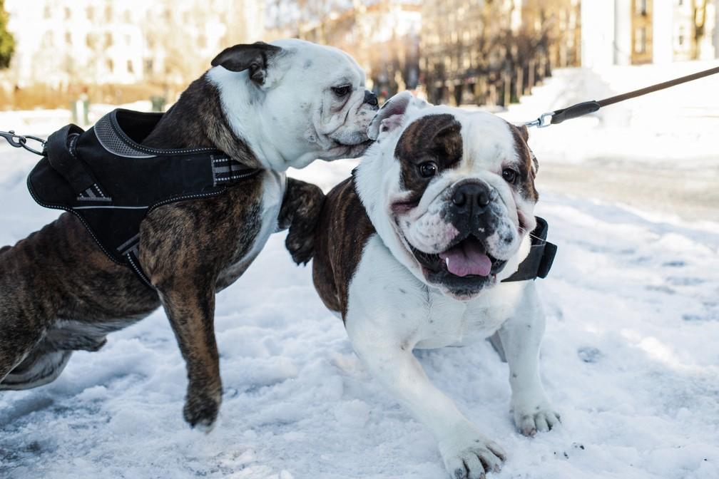 Buldogue inglês (Fonte: France Presse) Buldogue inglês (Fonte: France Presse)