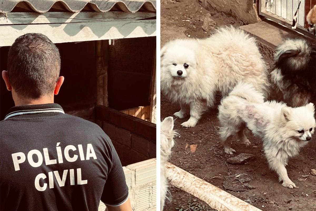 (Fotos: Polícia Civil)