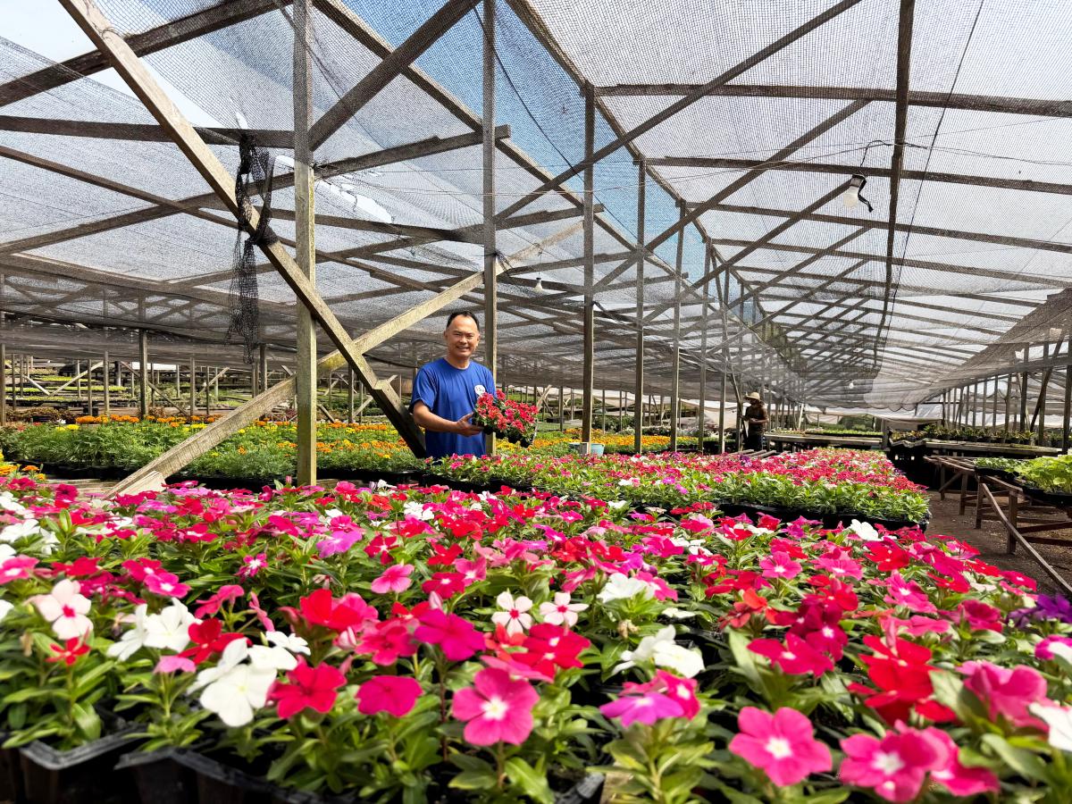 Satoshi em meio a sua plantação de flores (Fotos: Divulgação)
