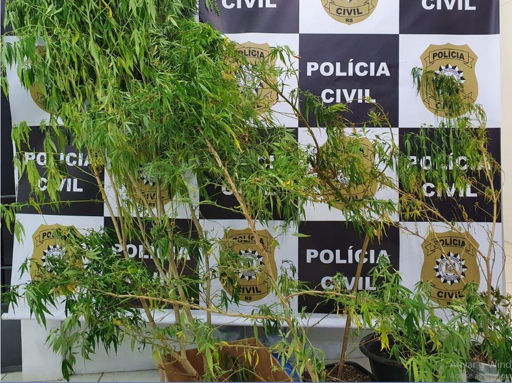 Sete pés de maconha, plantados próximo da residência do indivíduo, foram apreendidos pela polícia Sete pés de maconha, plantados próximo da residência do indivíduo, foram apreendidos pela polícia