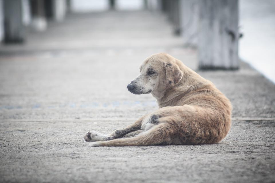 Inicialmente, serão beneficiados 15 animais de nove famílias