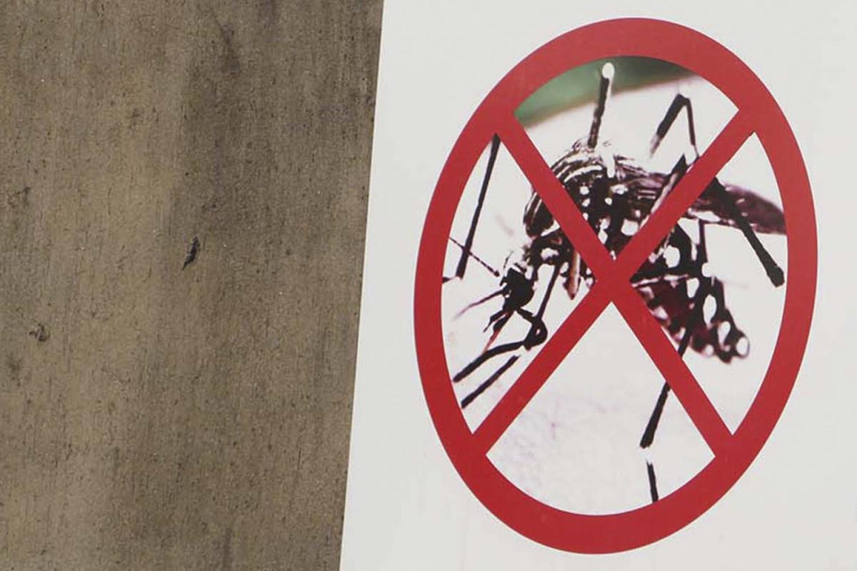 Combate ao mosquito Aedes aegypti, transmissor da doença, deve ser permanente Combate ao mosquito Aedes aegypti, transmissor da doença, deve ser permanente