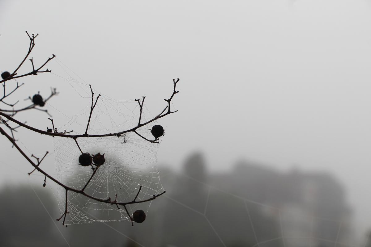 Dia começou sob forte neblina em Dois Irmãos (Fonte: Correio do Povo / Foto: JDI)