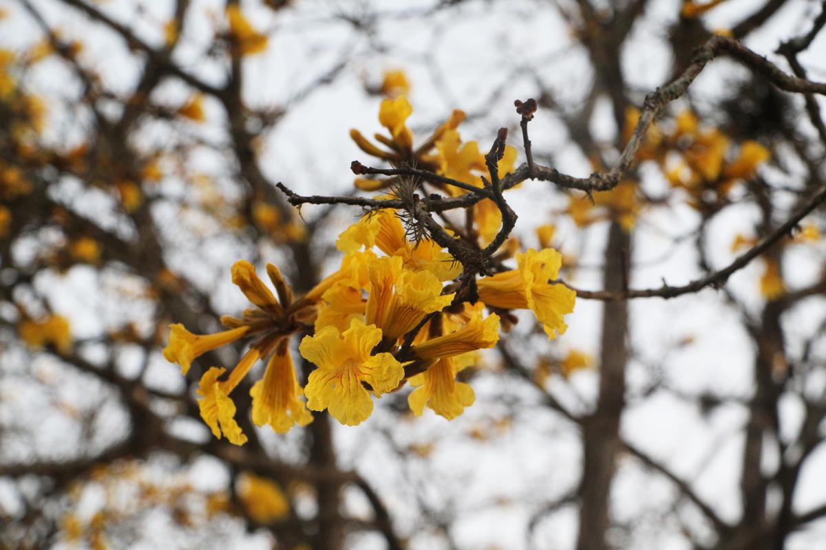 Fonte: GZH / Foto: JDI