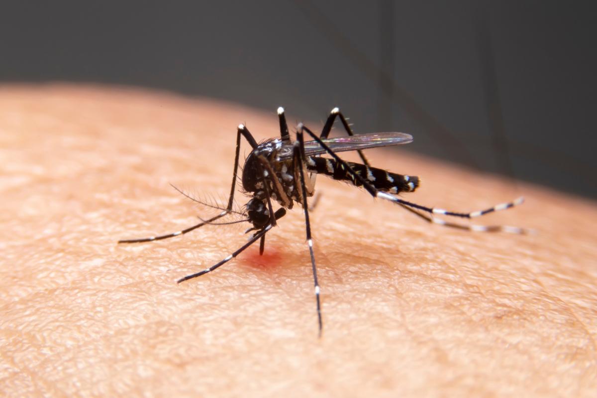Dois Irmãos registra apenas um caso de dengue até o momento em 2024 Dois Irmãos registra apenas um caso de dengue até o momento em 2024