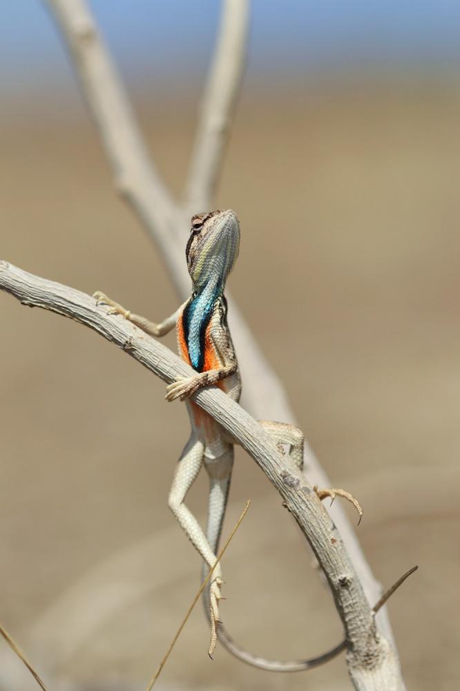 11. Lagarto com atitude