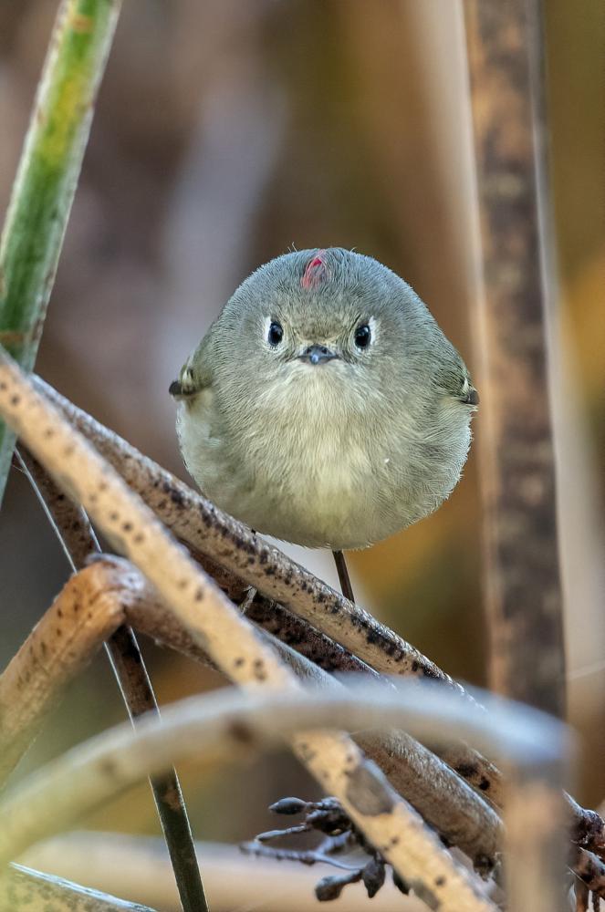4. Quem disse que você pode tirar uma foto minha?