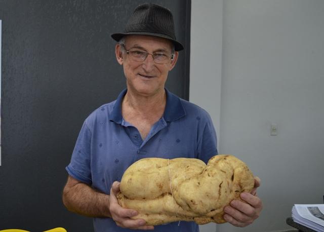 Batata doce foi colhida em chácara de São José do Herval (Créditos: Thaís Lauck)