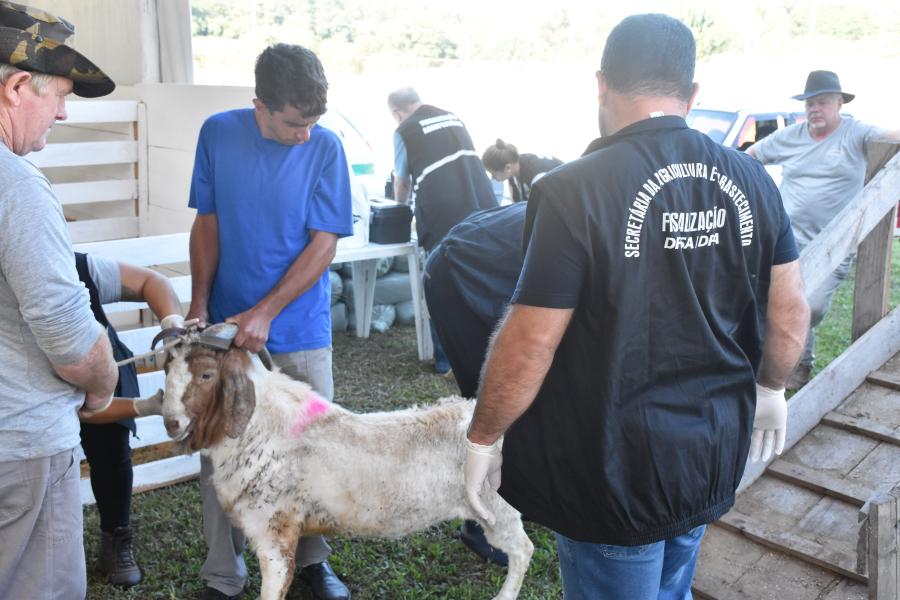 Animais chegaram ao local na quinta (7)