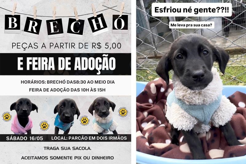 Associação Amigos dos Animais promove brechó e feira de adoção no sábado