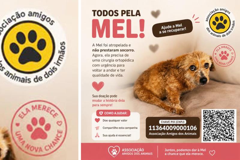Associação dos Animais arrecada dinheiro para tratamento de cachorrinha atropelada