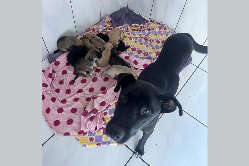 Nesta quinta-feira (2), entidade recolheu uma cadela com onze filhotes que estavam abandonados na rua Princesa Isabel
