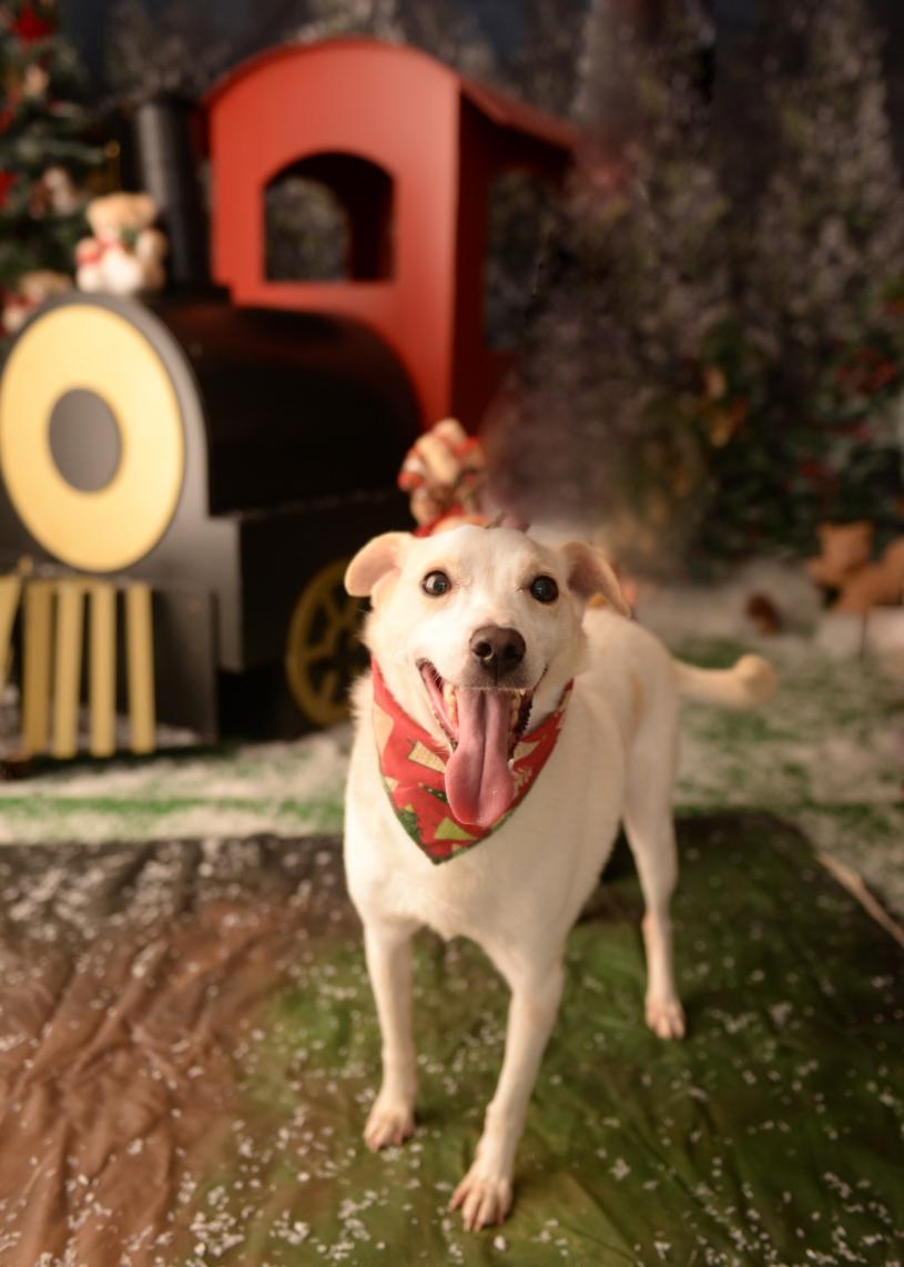 Beto – Conhecido como o cãozinho mais querido do canil. É castrado e vacinado