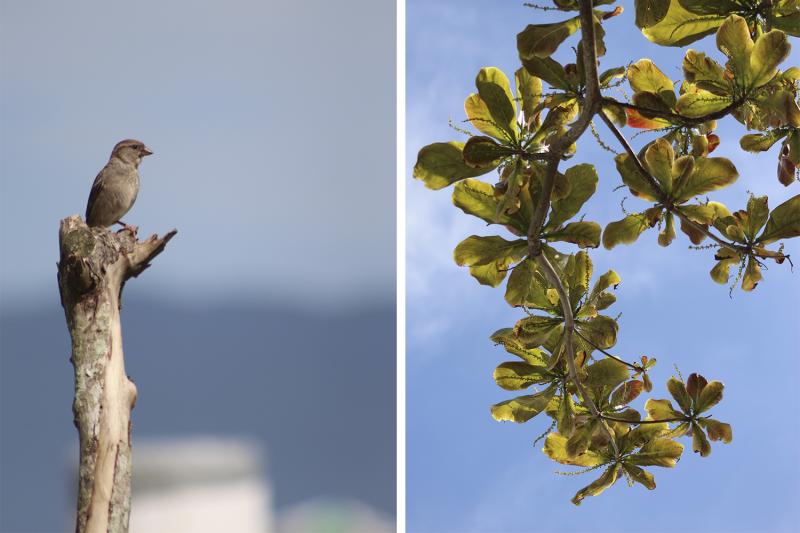 (Fotos: Octacílio Freitas Dias)