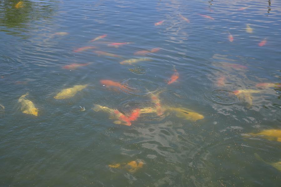 Carpa Nishikigoi é uma das variedades com maior valor e qualidade