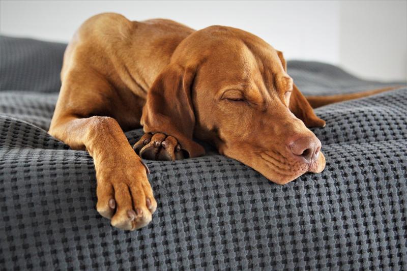 Dormir com seu cachorro é uma tendência crescente, mas é aconselhável?