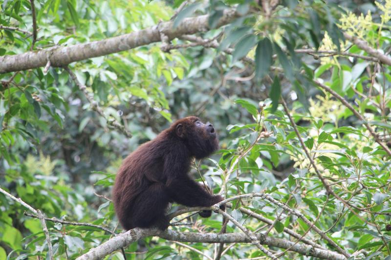 E o macaco bugio, o que será que ele viu? (Foto: Pitter Ellwanger)