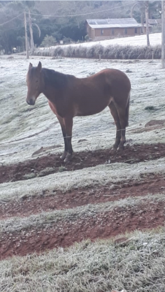 Estrada Campo Bom (Marlene Mallmann Bracht)