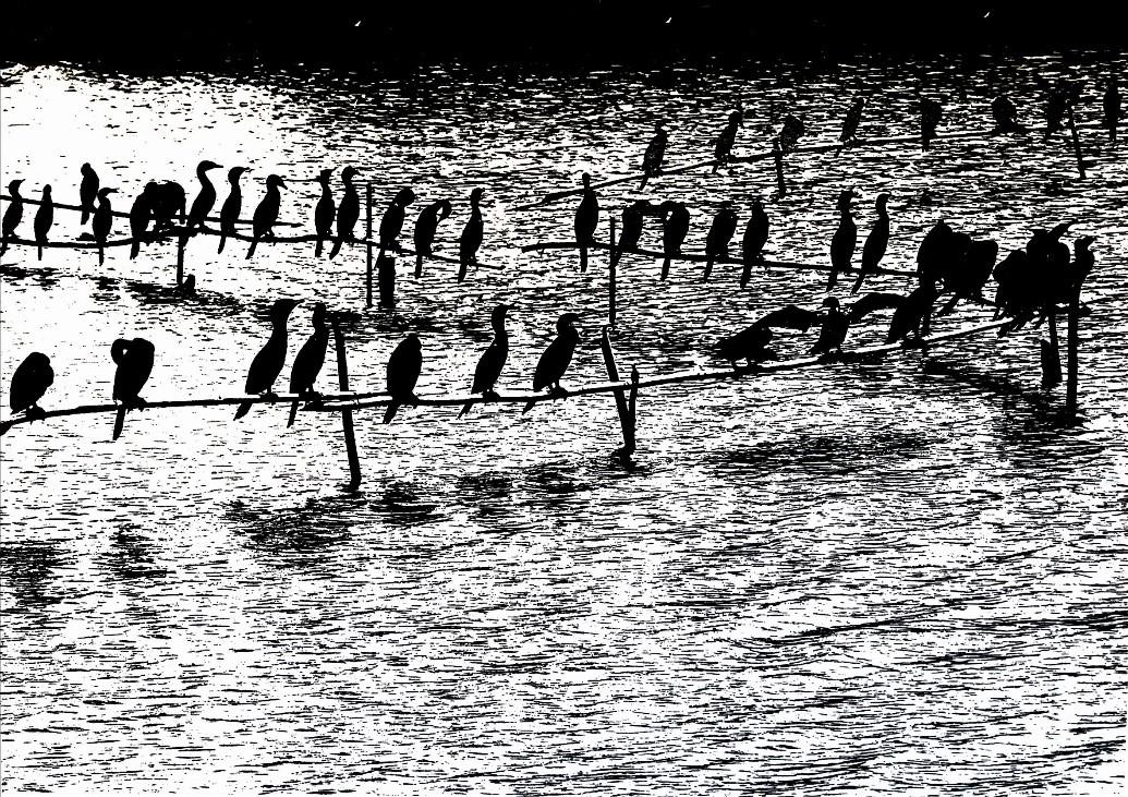 Imagem da série “Biguás”, da artista Lurdi Blauth