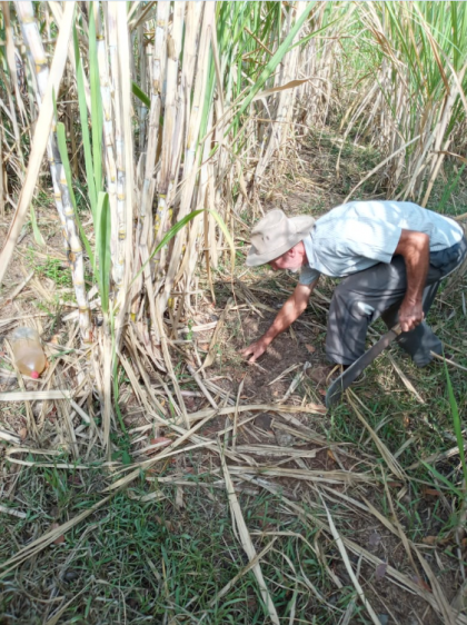 Falta de chuva castiga os agricultores