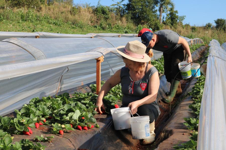 Família realiza colheitas diárias 