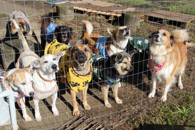 Vários animais estão à espera de um lar