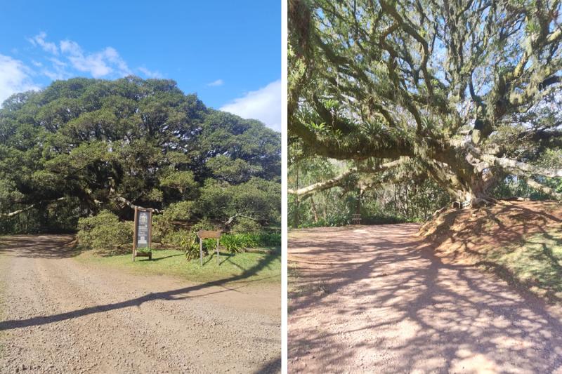 Árvore fica na localidade de Linha Silva Tavares