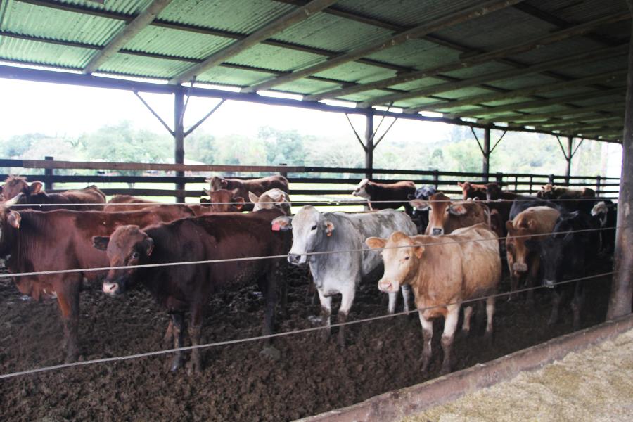 Gado de corte criado pela família Boll, no bairro Travessão