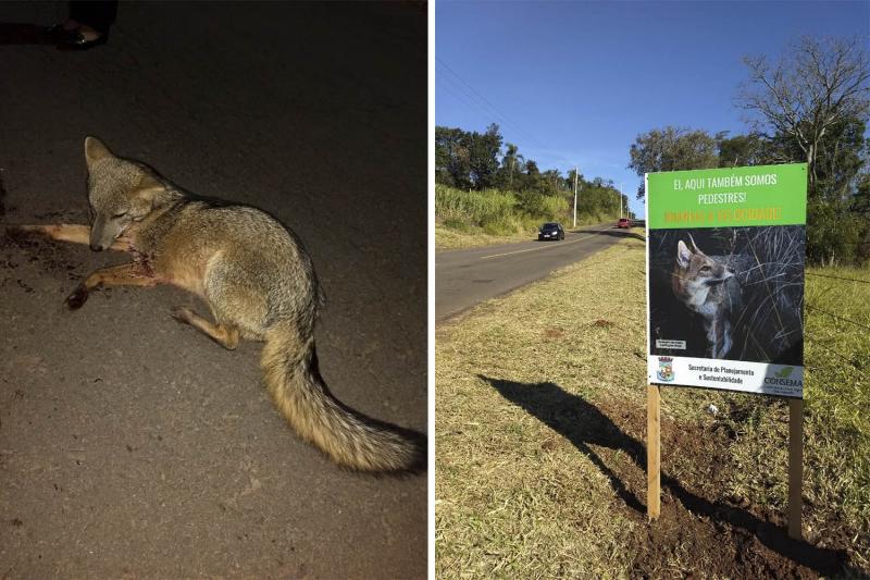 (Fotos: Divulgação / PMDI)