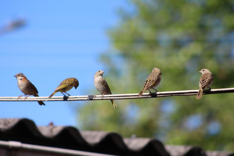 Com tanta mudança no tempo, às vezes até a natureza parece ficar confusa...