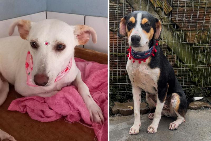 (Fotos: Associação Amigos dos Animais)