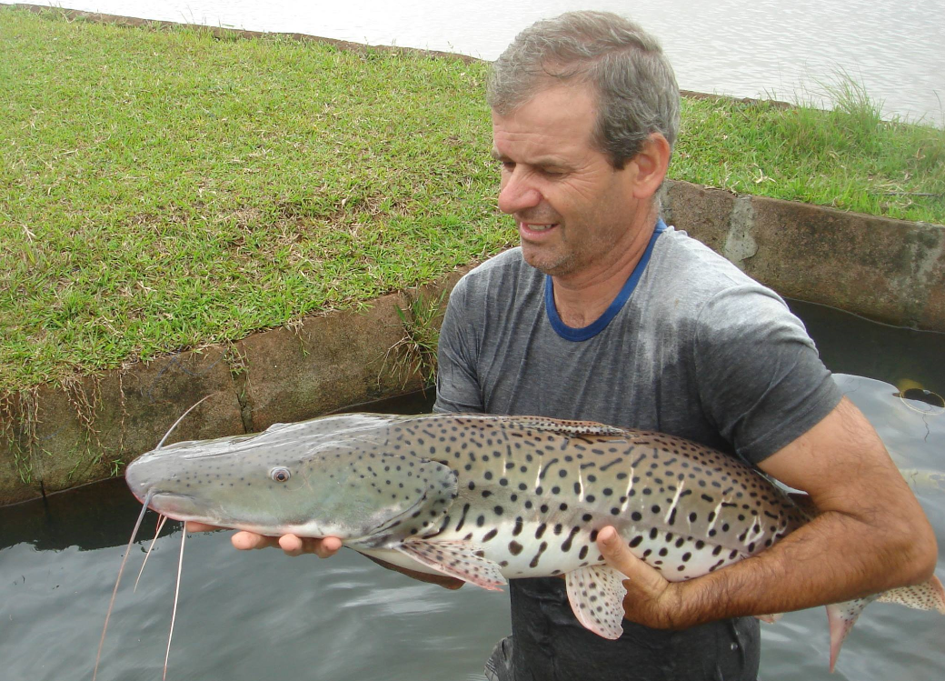 Marcelino Fonseca