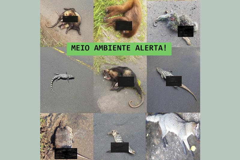 (Imagem: Divulgação)